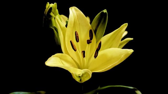 Beautiful Flower On Black Background, Blooming Flowers, 4k UHD.