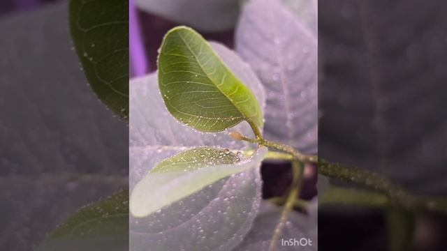 Эвкалипты малыши Это ЛЮБОВЬ смотреть онлайн