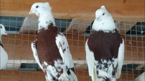 7 января 2021 г. отвечаю на комментарий про размеры андижанцев, андижанские голуби