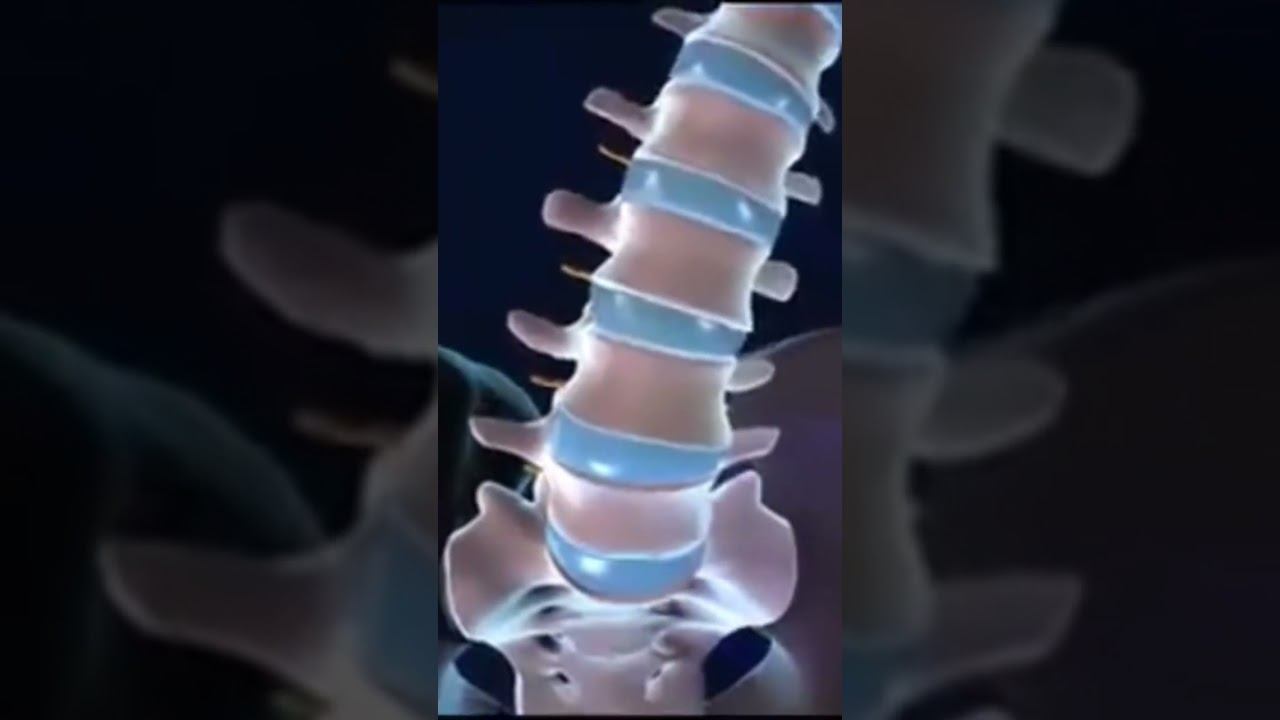 Queremos compartir contigo como funciona la columna vertebral💕 смотреть онлайн