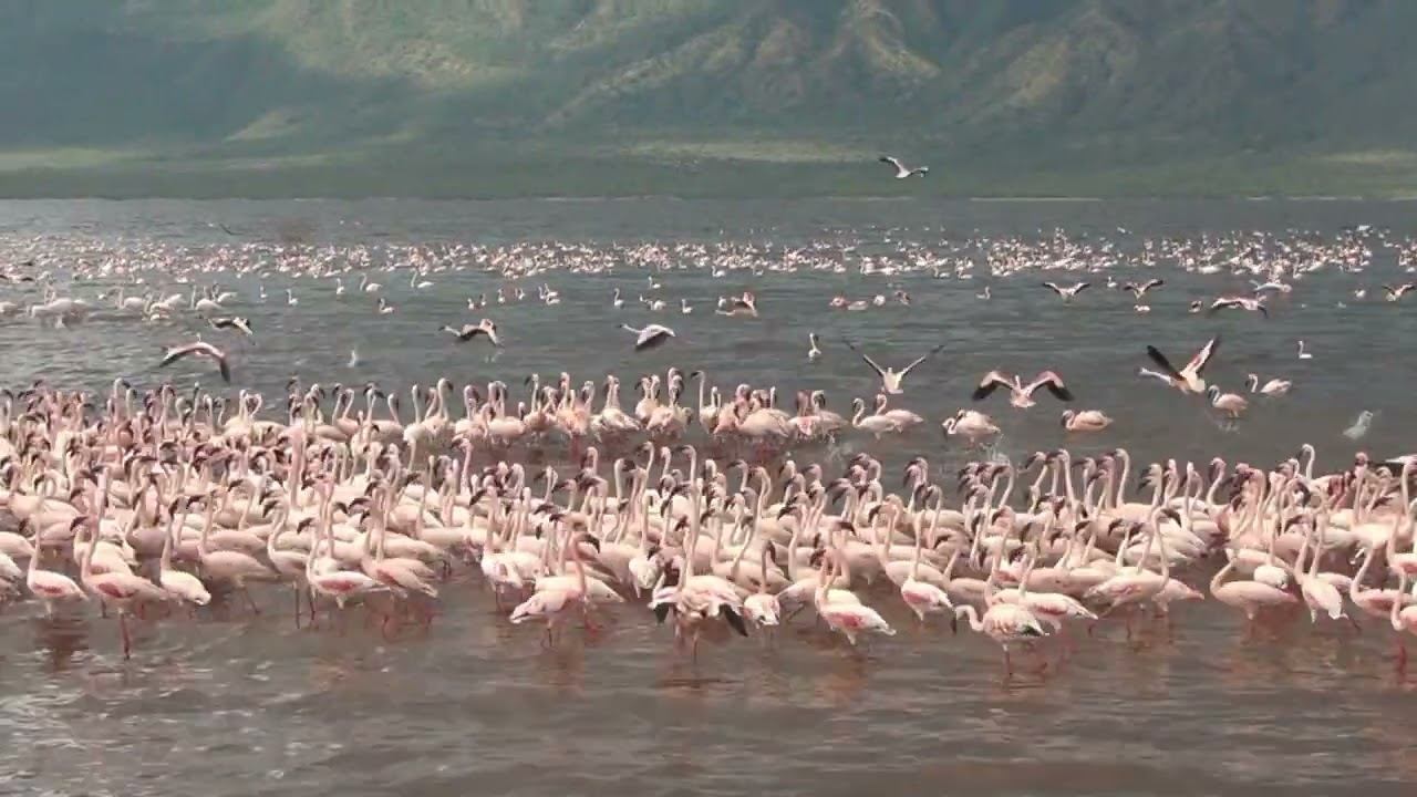 Kenya Lake Bogoria National Reserve - 3 смотреть онлайн