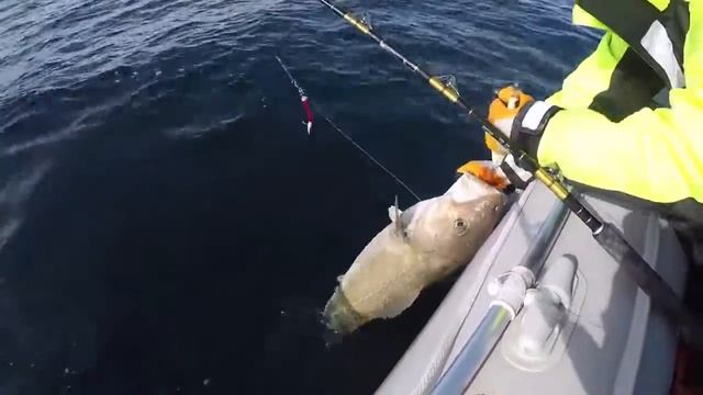 ТРОФЕЙНАЯ ТРЕСКА НА КИЛЬДИНЕ / TROPHY COD ON KIL'DINHD 2019 смотреть онлайн