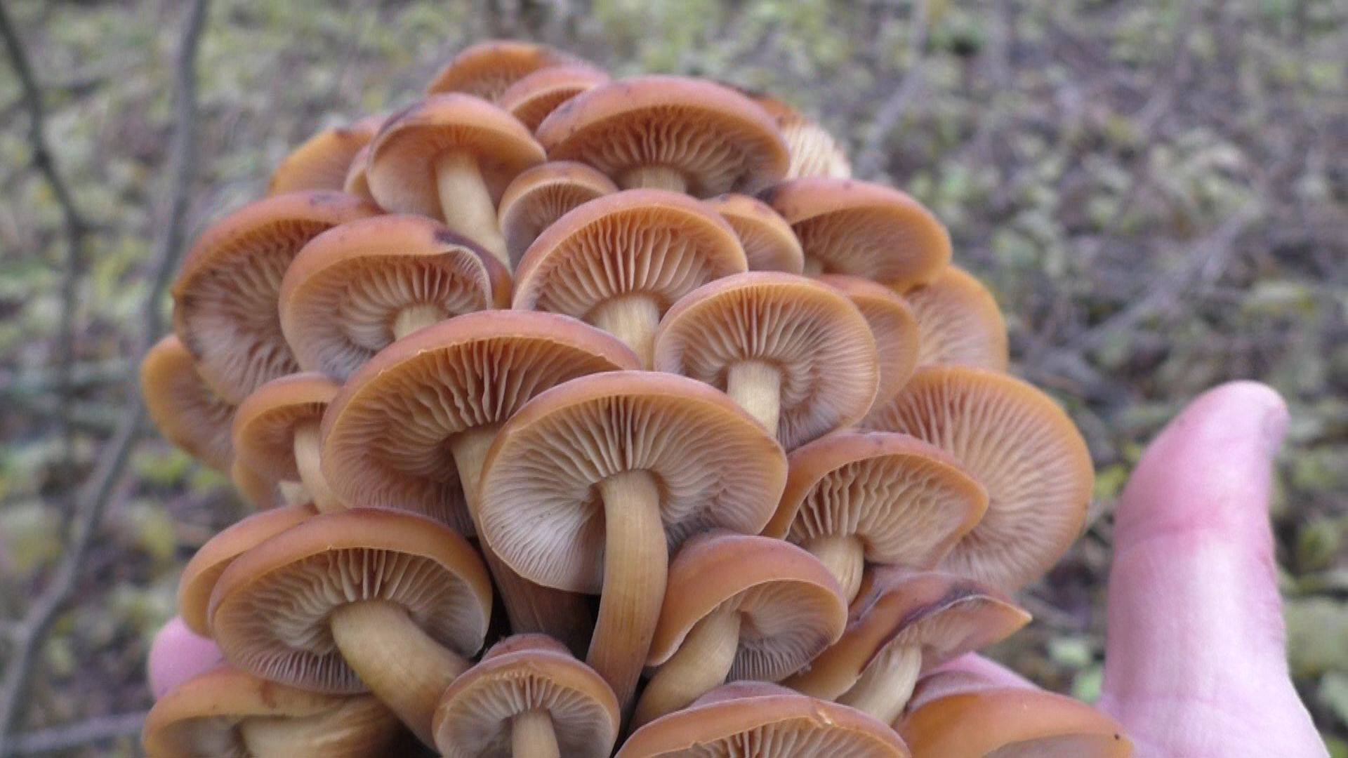 ГРИБЫ В НЕПРОХОДИМЫХ ДЕБРЯХ ИХ МНОГО! Как в джунглях! смотреть онлайн