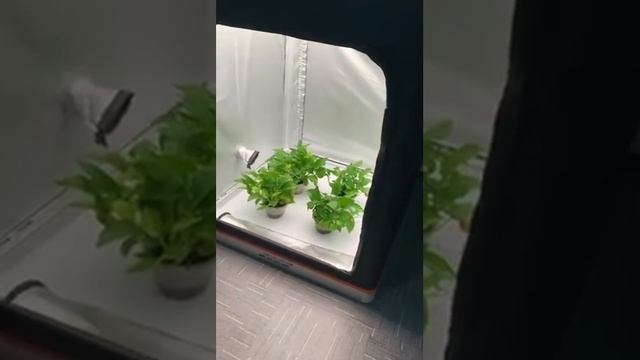 LED GROW BOX смотреть онлайн