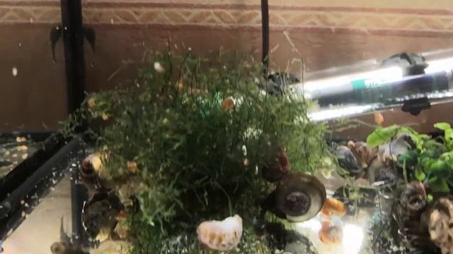 Свежий огурец и мальки смотреть онлайн