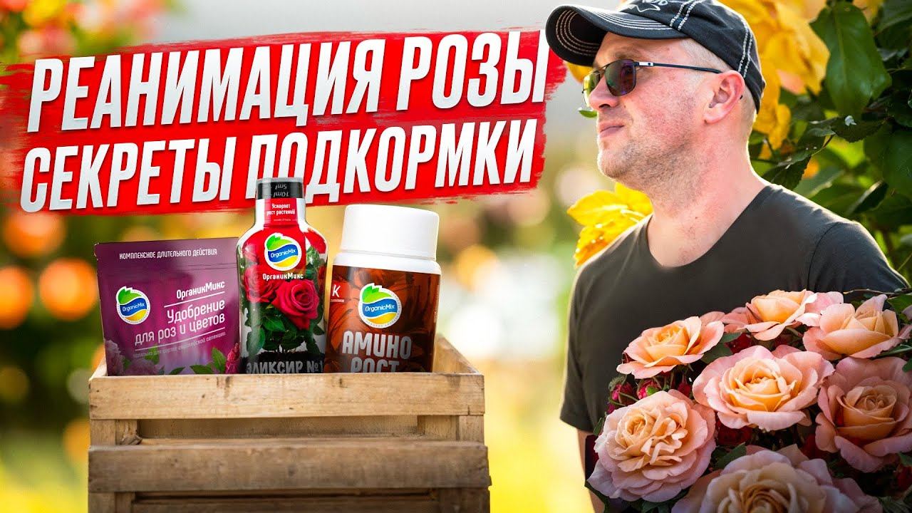 РЕАНИМАЦИЯ розы. СЕКРЕТЫ подкормки. смотреть онлайн