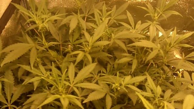 1000 WATT Indoor medical grow box Flowering day 15 смотреть онлайн