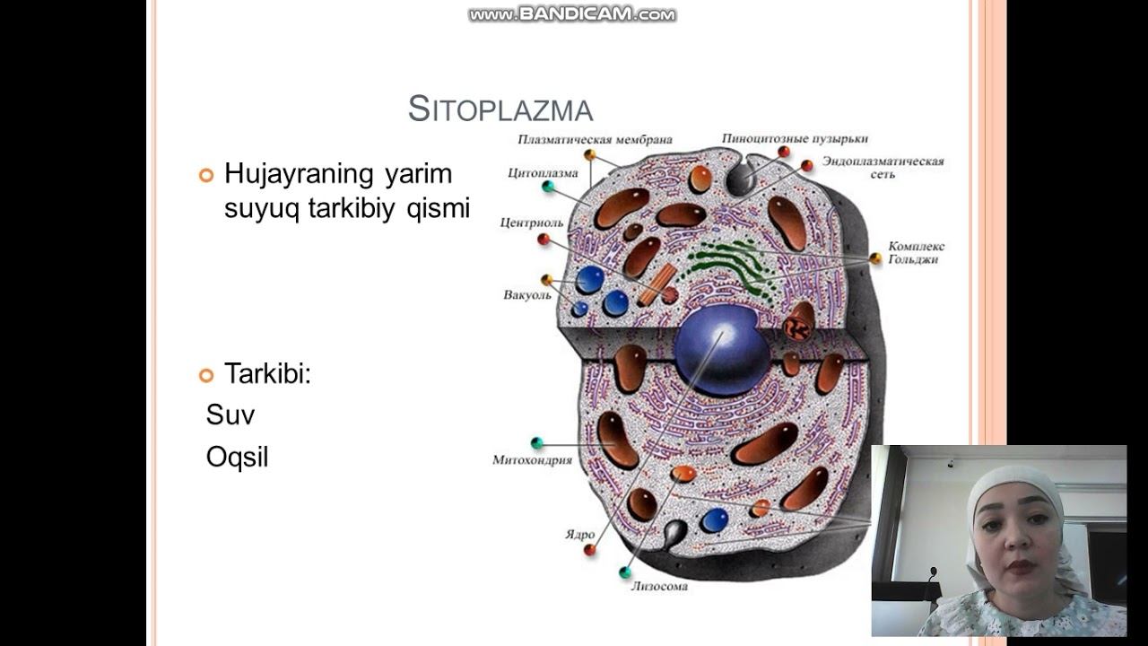 Muxayyo Avezova Hujayra Hujayra organoidlari смотреть онлайн