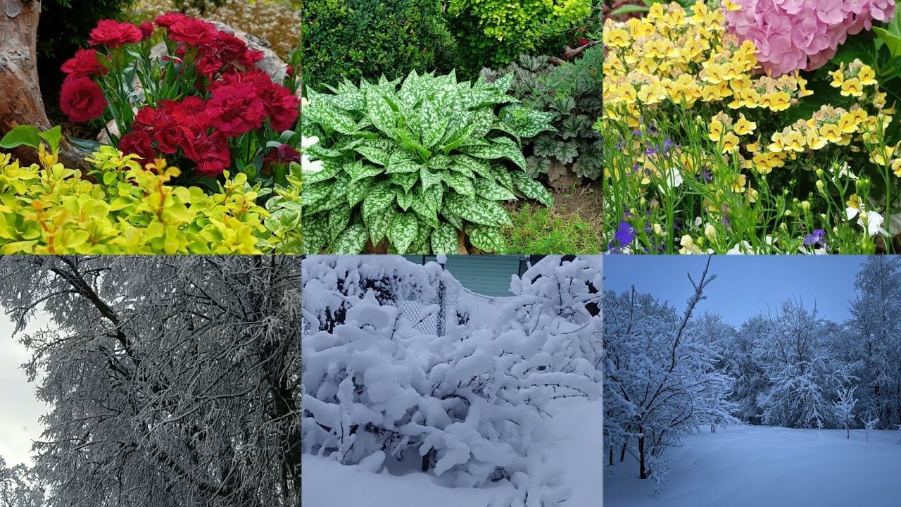 САД В ЦВЕТАХ. ЗИМА- ЛЕТО🌸❄️🌸❄️#сад #flowers #garden #цветы смотреть онлайн