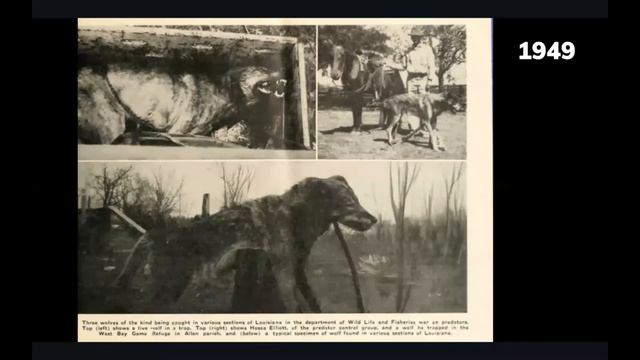 An Historical View: A Look Back at the Red Wolf in Louisiana and Texas, with The Canid Project смотреть онлайн