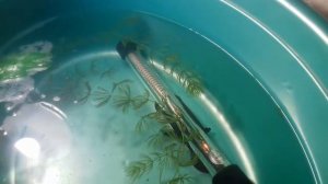 Нерест петушков получился!!!