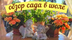 ОБЗОР САДА 8  ИЮЛЯ 2023 ГОДА.