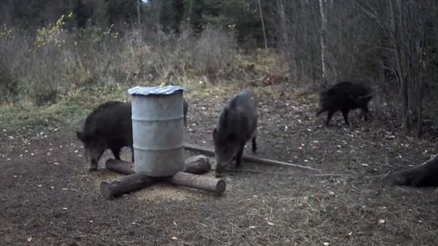 Когда медведь ушёл на зимовку, кабаны вернулись! смотреть онлайн