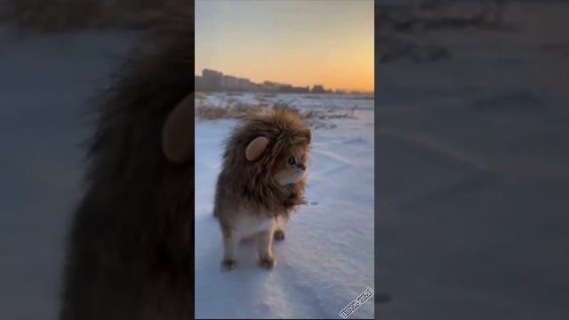 lvenok смотреть онлайн