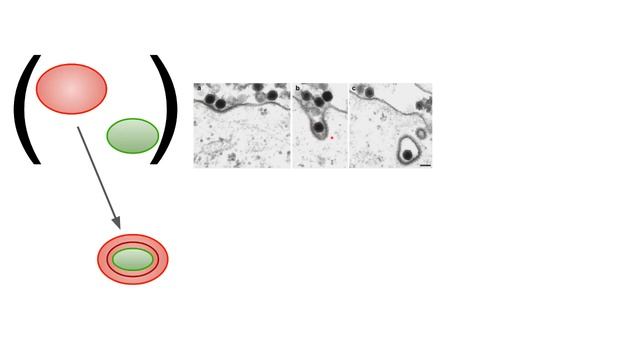 Dinoflagellates - Peridinin plastid смотреть онлайн