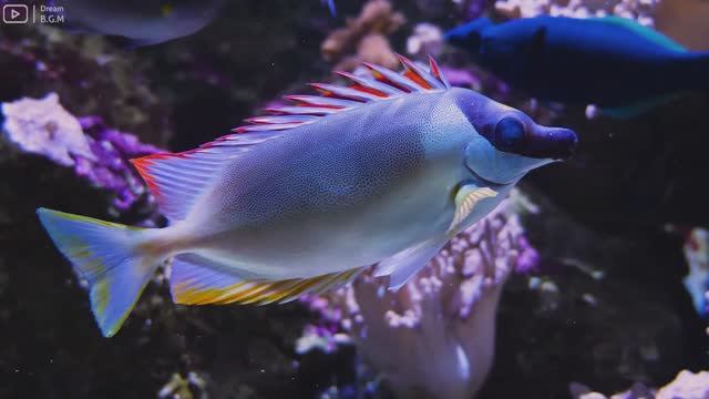 Underwater 4K VIDEO - Stunning Footage Of Marine Life, Sea Animals and Coral Reef with Calming Music смотреть онлайн