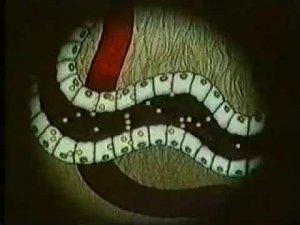 Выделительная функция почек НаучФильм СССР Физиология