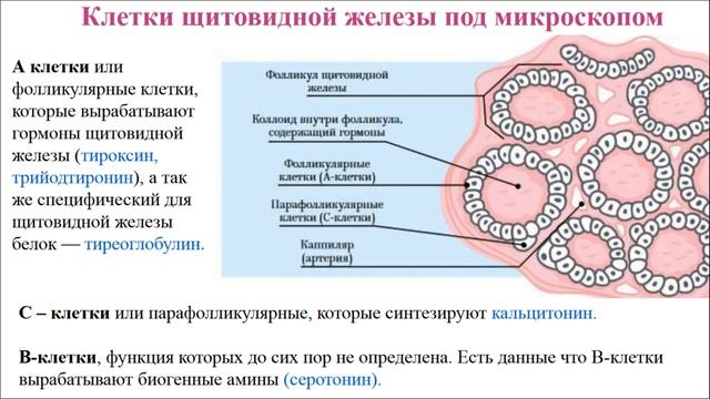 Щитовидная железа, строение, функции