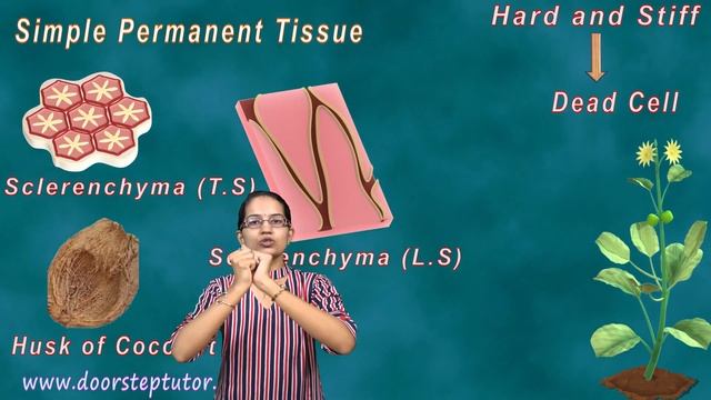 Plant Tissues: Meristematic Permanent Tissue- Simple & Complex (Xylem, Phloem)| ICSE Class 7 Biolog смотреть онлайн