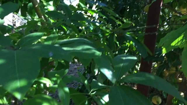 Growing Oranges and Pink Grapefruit at Longevity Gardens смотреть онлайн