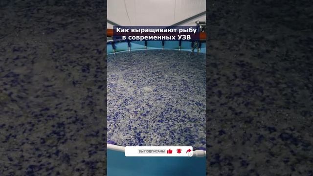Как выращивают рыбу в современных УЗВ #система #узв #рыба #акварост #форель #осетр смотреть онлайн