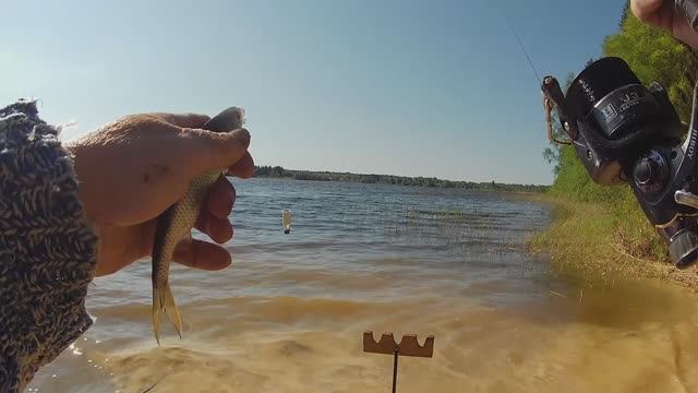 Фидер в шторм .Мою плотву у берега схватила щука,