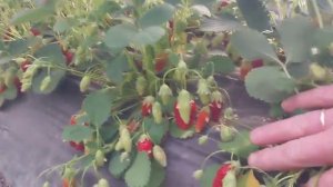 Клубника Орлец