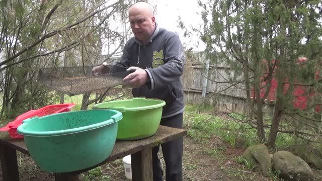 Заготавливаем опарыш на все лето. Экономия 15000 рублей. Быстро, просто, бесплатно.