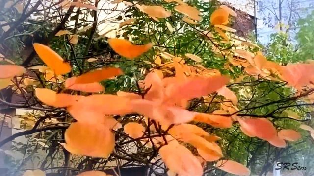 Подмосковная осень смотреть онлайн