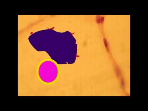 AP2 EXAM 2: MACROPHAGES AND ANTIGEN PRESENTING CELLS смотреть онлайн