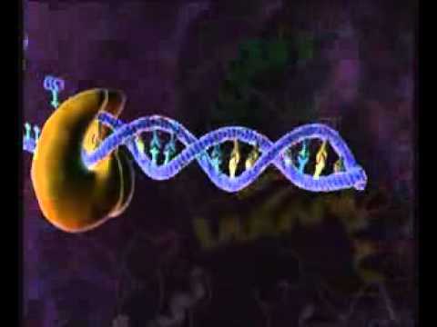 HIV Replication 3D Animation смотреть онлайн