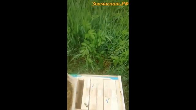 Мининуклеус четырехместный (дерево) смотреть онлайн