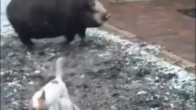 Олимпийские резервы. Зверята с нашего двора. смотреть онлайн