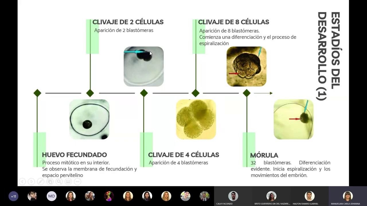 Reproducción y desarrollo embrionario de moluscos gasterópodos смотреть онлайн