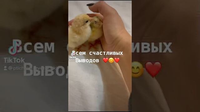 Новый год 2022! инкубационноеяйцо инкубация цыплята брама пушкинские смотреть онлайн