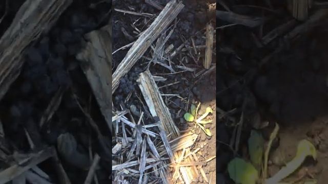 Слимаки нам не друзі смотреть онлайн