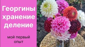 Георгины весной проращивание, подготовка к черенкованию.