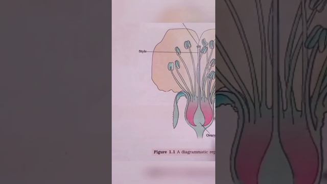 incomplete flower 🌼🌹 #biology #neet #studentlife #biologyclass #education #shortvideo смотреть онлайн