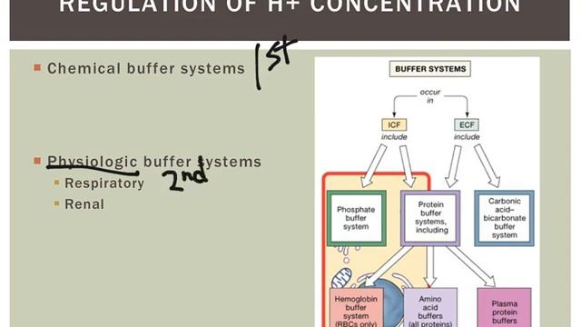 Acid Base Balance Intro and Chemical Buffers смотреть онлайн