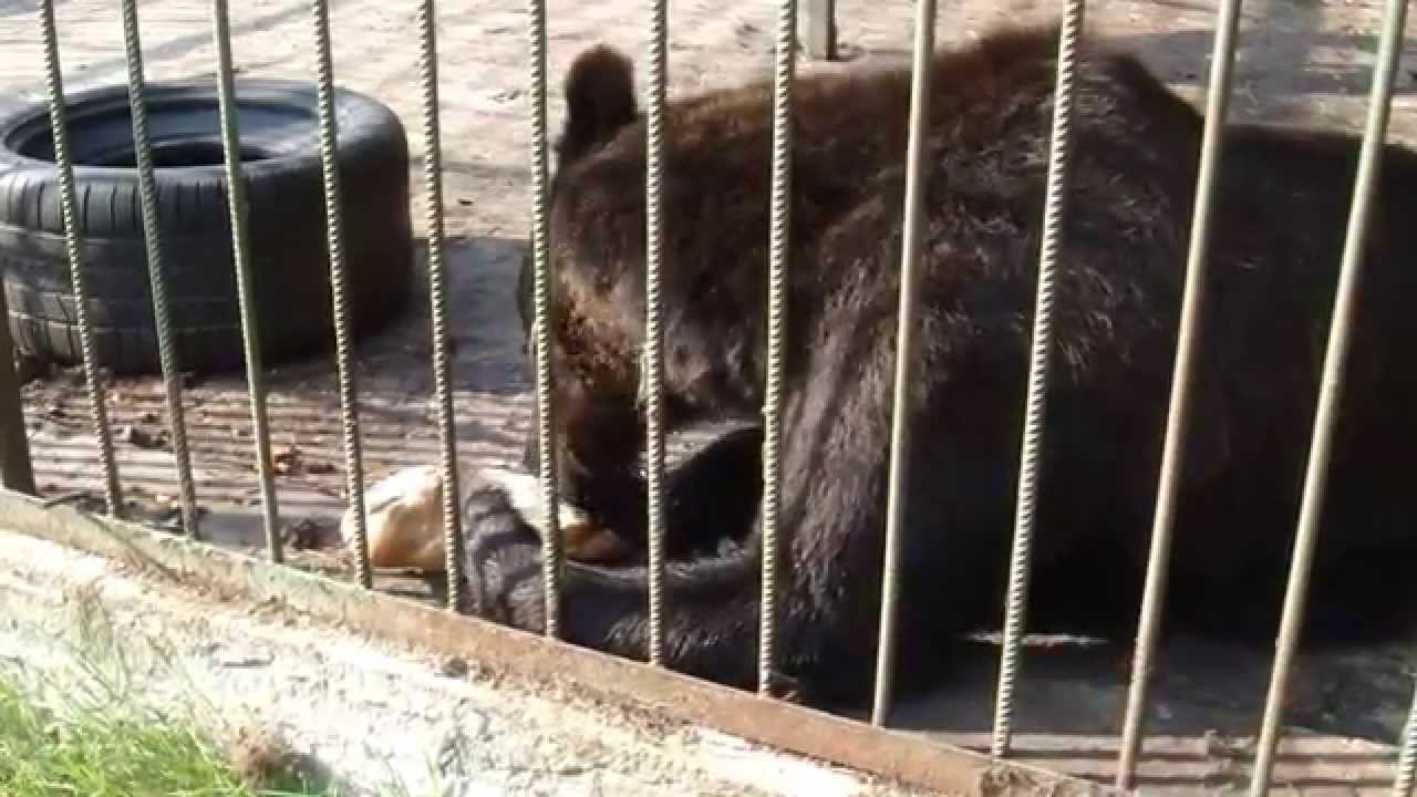 Большому медведю большой батон смотреть онлайн