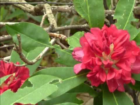 Jenkins Arboretum Spring смотреть онлайн