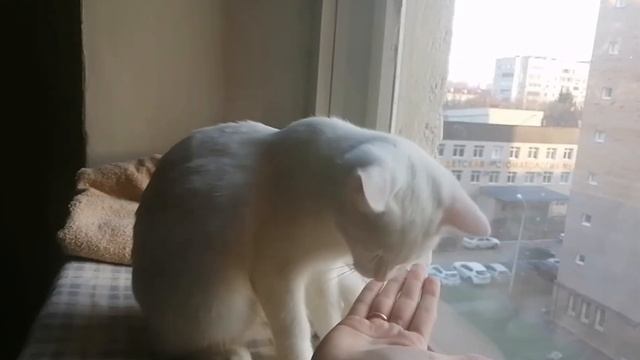 Ликопид смотреть онлайн