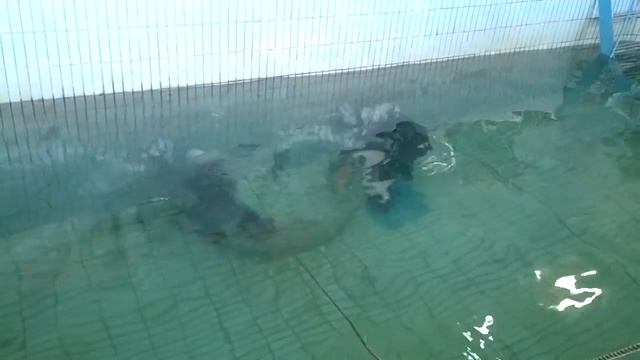 прогулка под водой смотреть онлайн
