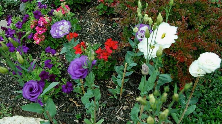 Эустома в открытом грунте: выращивание из семян, немного о сортах смотреть онлайн