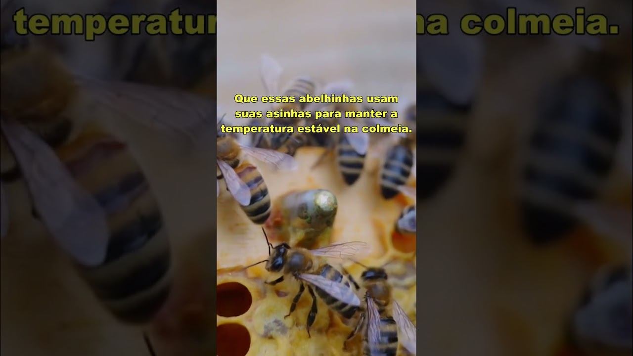 COMO é a VIDA das ABELHAS dentro da COLMEIA #abelhas смотреть онлайн