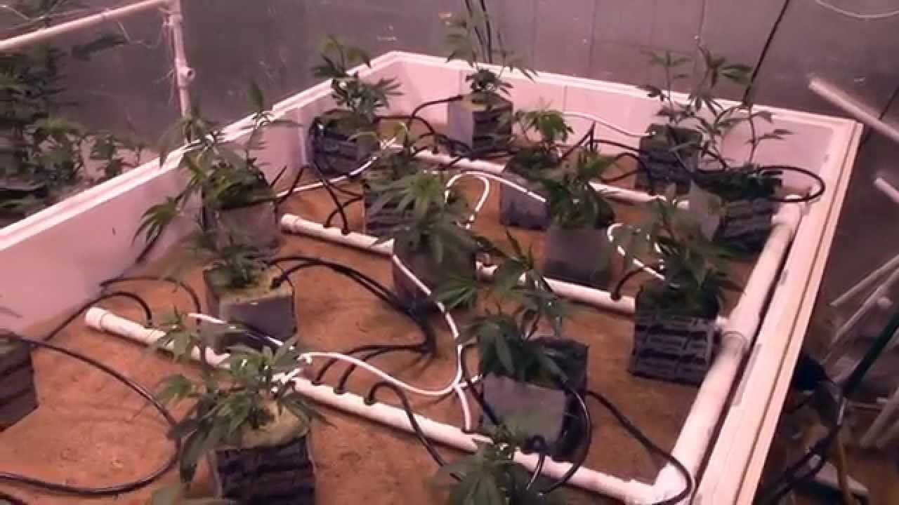 Top Feed -vs- Flood ep 1 Blue Cheese, 4000w HPS , No Co2 смотреть онлайн
