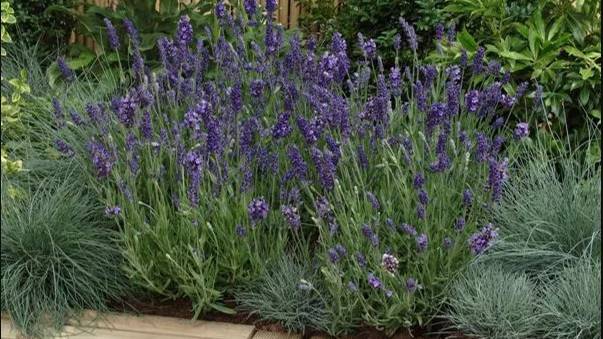 Лаванда узколистная: уход в открытом грунте смотреть онлайн