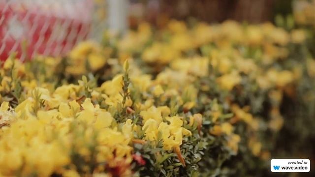 Естественная гармония смотреть онлайн
