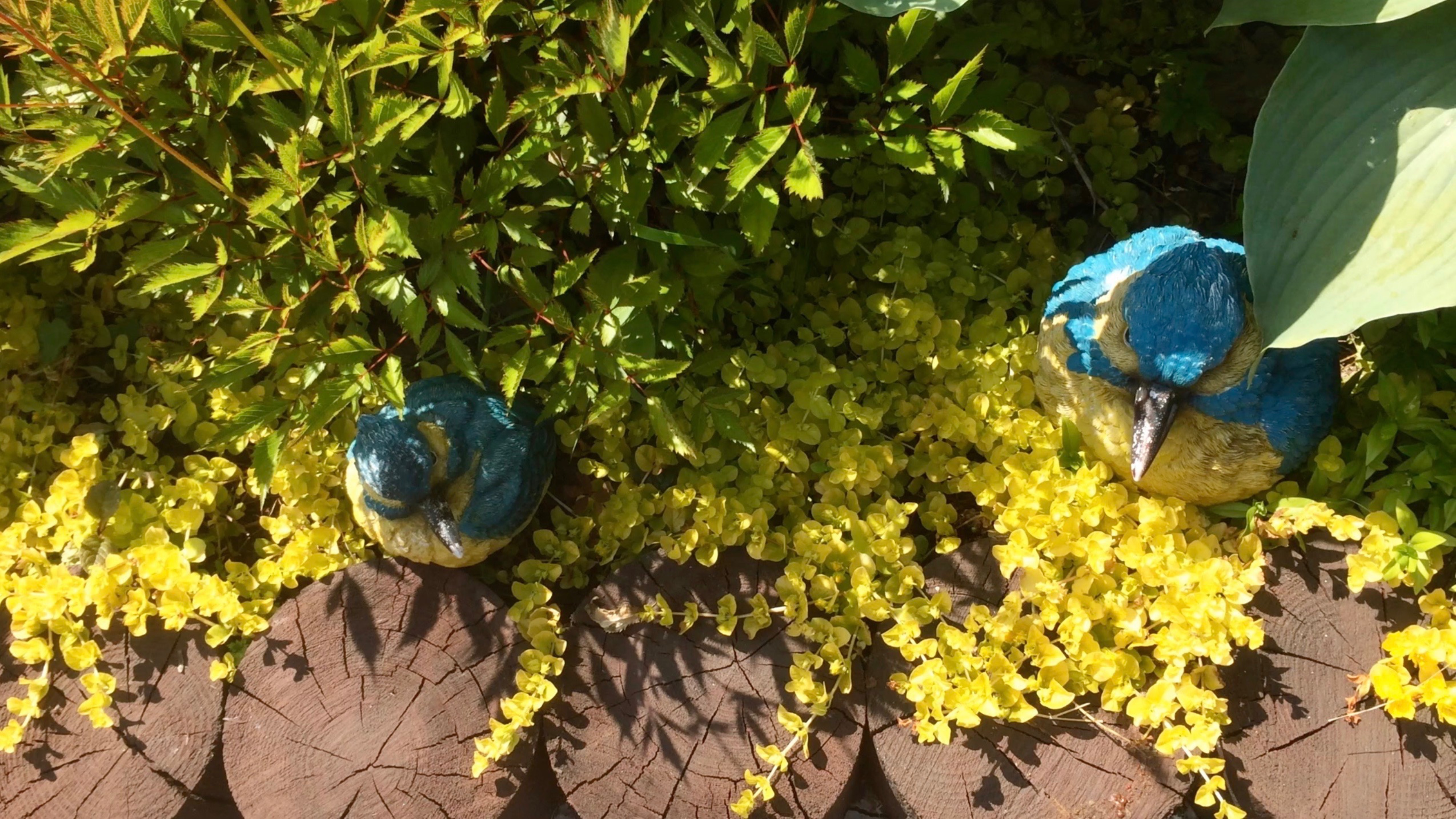 КЛУМБА ПЕРЕД БЕСЕДКОЙ. Прогулка по саду. Зачатки нового рокария. Видео из архива 2021г. смотреть онлайн