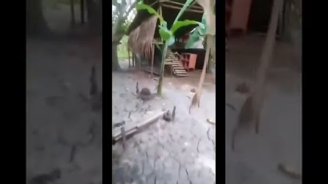 Free range chicken..dominant cz d300 unang etlog..Buhay LSI #bisayangfarmer 9420 смотреть онлайн